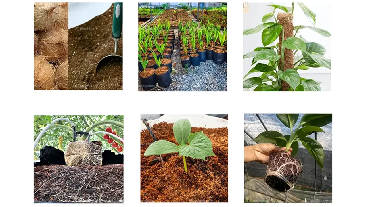 Horticultural applications of compressed coco peat blocks for greenhouse cultivation, hydroponics, and nursery potting
